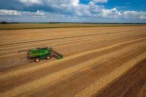 Ячмінь в Україні: врожайність зросла на третину