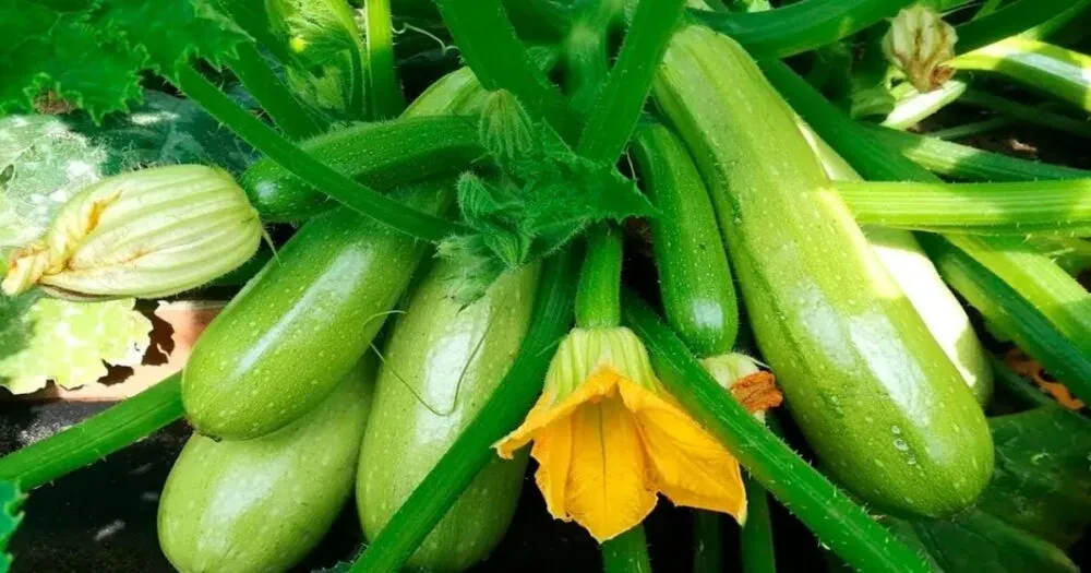 Вибір насіння кабачків: секрети щедрого врожаю