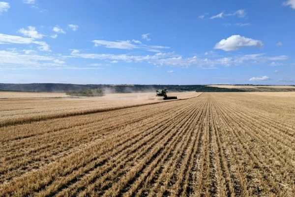 Збільшення посівів зернових: Україна розширює площі