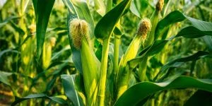 Шкідники кукурудзи та соняшнику: нова загроза