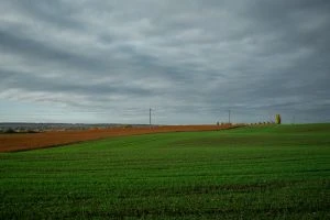 Площі під озимою пшеницею в Україні скоротяться