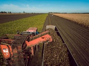 Врожай цукрових буряків у Німеччині: антирекорд з 1990 року