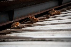 KSG Agro: зібрано 29% соняшнику, оцінка олійності