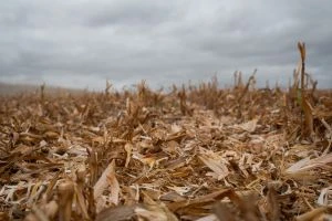 Чому ціни на кукурудзу в Україні впали до 130–150$/т